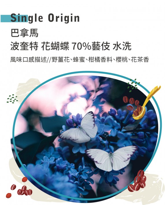 巴拿馬 波奎特 花蝴蝶 70%藝伎 水洗